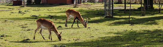 Tiererlebnispark Müritz Grabowhöfe Mecklenburgische Seenplatte