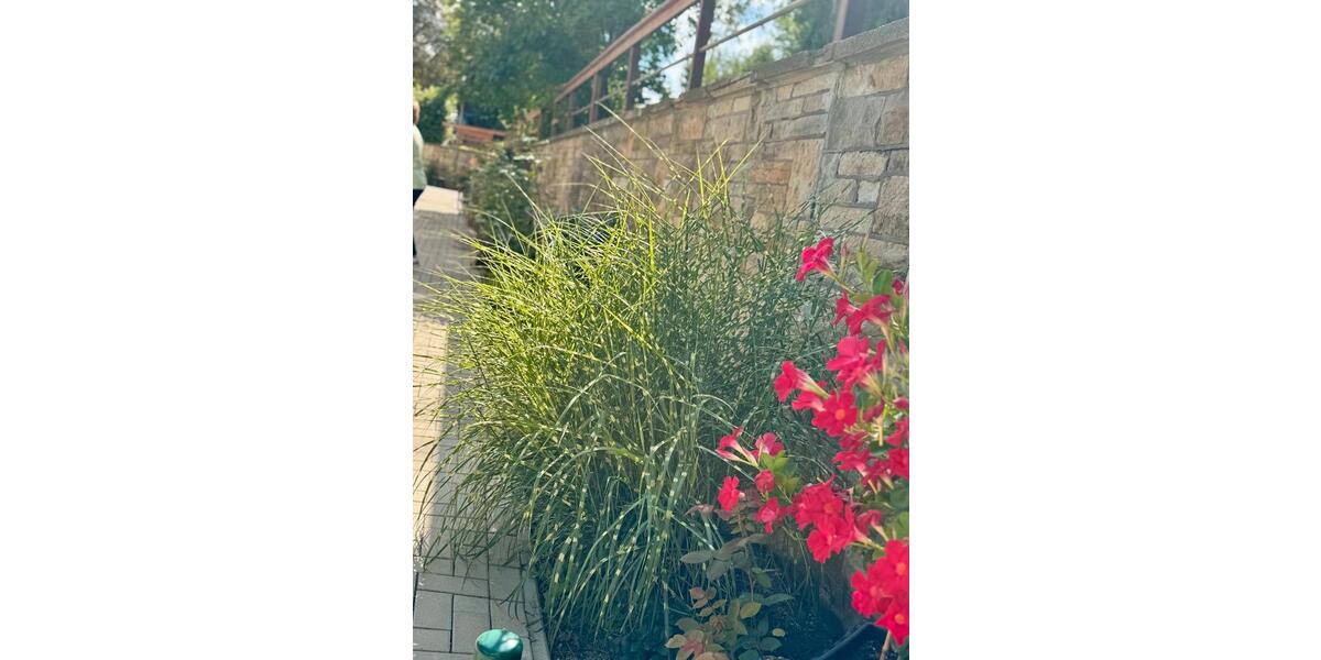 Etagenwohnung Rosenow - 1 Zimmer, 30 m&sup2;, 475&euro; | Angebot:23293975