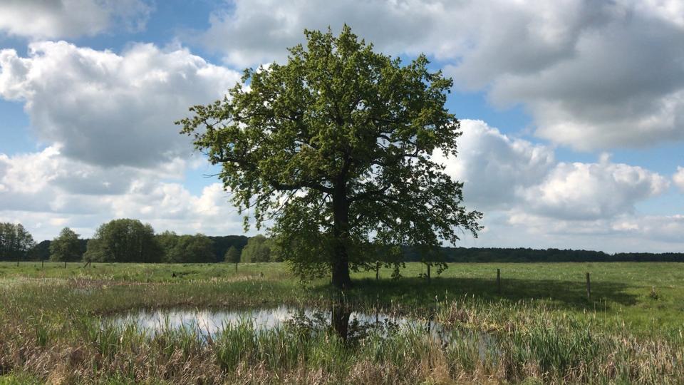 Einfamilienhaus Rosenow - 4 Zimmer, 110 m&sup2;, 155.000&euro; | Angebot:26047226