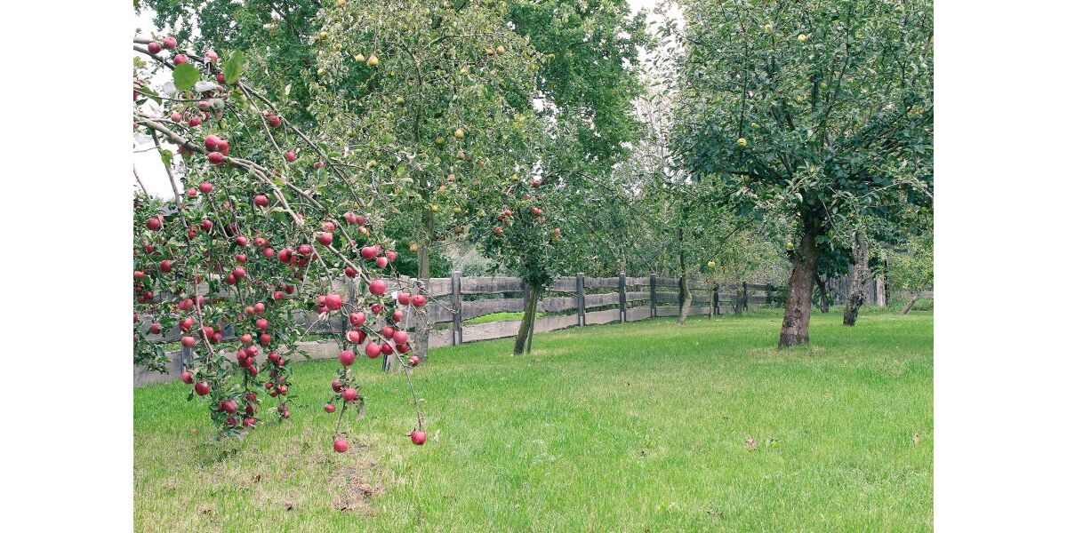 Provisionsfrei* Blockbohlenhaus mit Solaranlage & großem Grundstück - Wohnen im Naturparadies von Rühlow (Sponholz) - Einfamilienhaus Rühlow Rühlow | Angebot:26256230