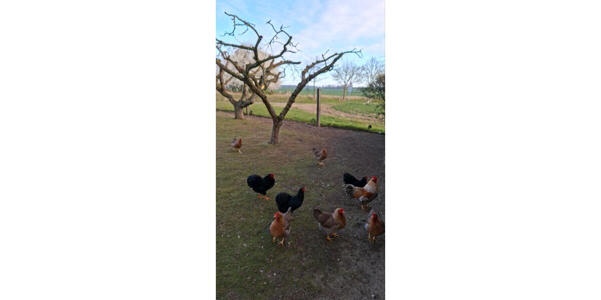 Einfamilienhaus Lindetal - 5 Zimmer, 124 m&sup2;, 260.000&euro; | Angebot:26113033